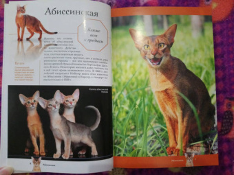Николай Непомнящий: Все о кошках