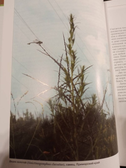 Онишко, Костерин: Стрекозы России. Иллюстрированный атлас-определитель