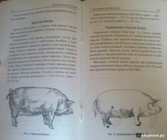 Юрий Седов: Как вырастить поросят? разведение, содержание, уход
