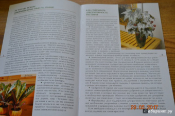 Валентин Воронцов: Секреты ухода. Декоративнолистные комнатные растений