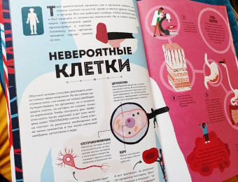 Макс Пембертон: Тело человека. Как работает наш удивительный организм