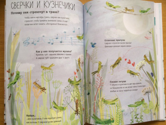 Зоммер, Тейлор: Большая книга букашек