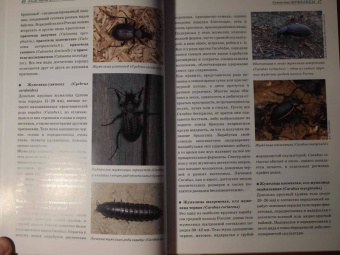 Александр Просвиров: Атлас жуков средней полосы России