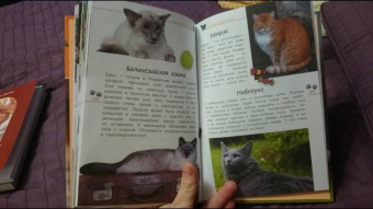 Александр Тихонов: Кошки дикие и домашние