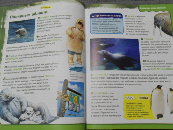 Вероника Пеллегрини: Вопросы и ответы обо всем на свете