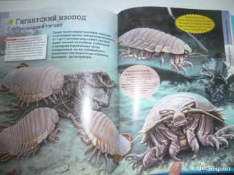Кармен Родригес: Подводный мир. Иллюстрированная энциклопедия