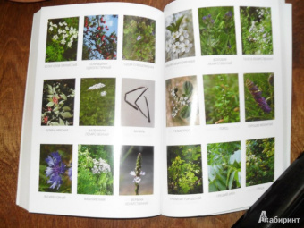 Скотт Каннингем: Магия трав от А до Я. Полная энциклопедия волшебных растений