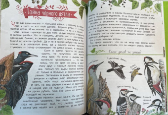 Николай Сладков: Лесные сказки