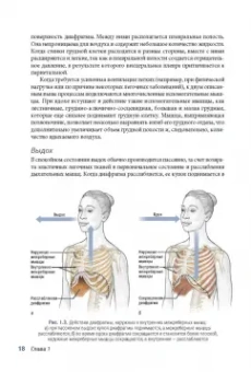 Исаковиц, Клиппингер: Анатомия пилатеса. Иллюстрированное руководство