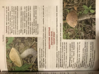 Иван Куреннов: Грибы. Полная иллюстрированная энциклопедия