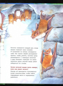Фридерун Райхенштеттер: Куда летит летучая мышь? Познавательные истории