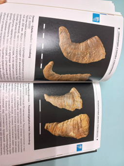 Шмаков, Дадыкин, Верлатова: Ископаемые Московского региона. Атлас-определитель