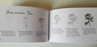 Анна Николаева: Скетчбук по ботанической иллюстрации. Простые пошаговые уроки по рисованию цветов и растений