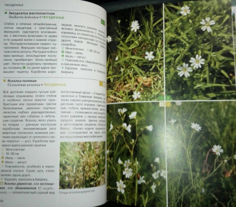 Ирина Пескова: Травянистые растения средней полосы России. Фотоопределитель