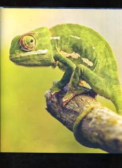 Мак Гагельдонк: Посмотри, как я могу! Чудеса животного мира