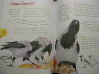 Наталья Габеева: Птицы в городе