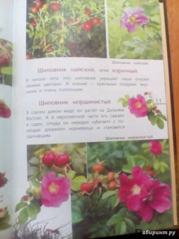 Петр Волцит: Ягоды и грибы