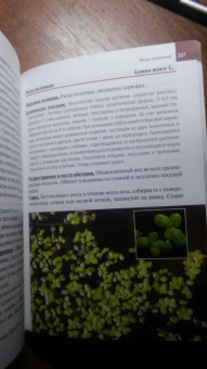 Александр Ефремов: Дикорастущие лекарственные растения средней полосы России:  карманный справочник