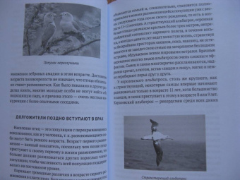 Владимир Паевский: Пернатые многоженцы. Любовь, браки, измены и разводы в мире птиц
