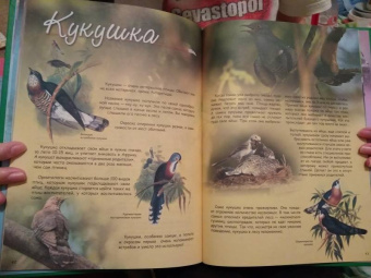 В. Владимиров: Какие птицы самые красивые?