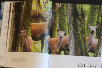 Бамбарадения, Вудрафф, Гинзберг: Животный мир. Иллюстрированный атлас