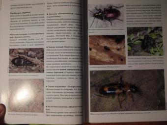 Александр Просвиров: Атлас жуков средней полосы России