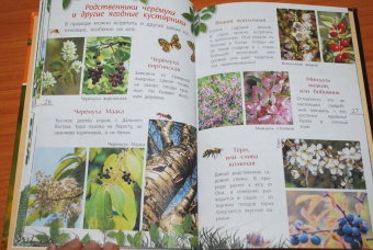 Петр Волцит: Ягоды и грибы