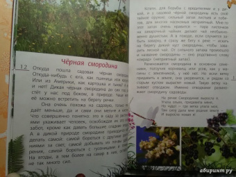 Петр Волцит: Ягоды и грибы