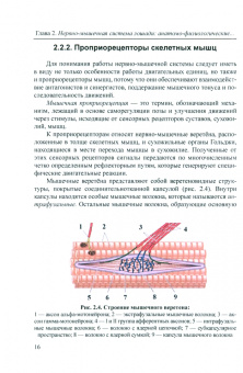 Чернигова, Зубарева: Диагностика функционального состояния опорно-двигательного аппарата лошадей. Нервно-мышечная система