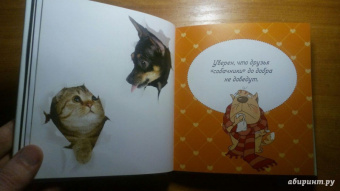 Евгения Гюнтер: Котики