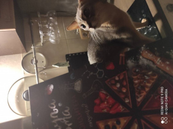 Анастасия Судьбинина: Формула торта. Тайны кондитера