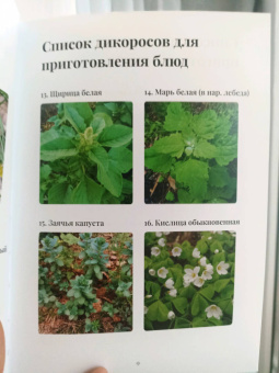 (Дзюбан) Букат: Блюда из дикорастущих растений