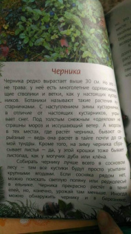 Петр Волцит: Ягоды и грибы