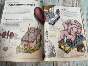 Дэвид Маколи: Как все устроено