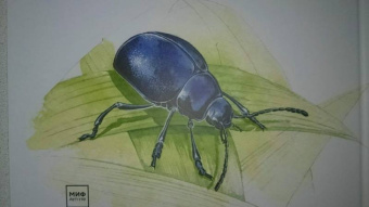 Франсуа Лассерр: Музей живых насекомых