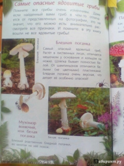 Петр Волцит: Ягоды и грибы