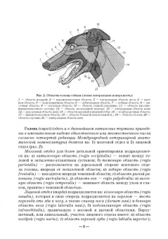 Зеленевский, Зеленевский, Щипакин: Анатомия животных. Практикум. Учебное пособие для вузов