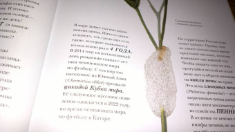 Барт Россел: Поразительные насекомые. Книга про подземных математиков, мастеров блефа, дружных кочевников, зомби