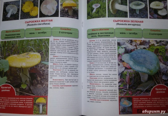 Матанцева, Матанцев: Самые распространенные съедобные грибы