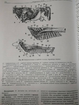 Акаевский, Юдичев, Селезнев: Анатомия домашних животных