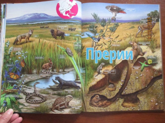 Жизнь животных. От тундры до пустыни