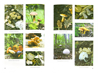 Алексей Колядов: Грибная охота. Советы опытного грибника