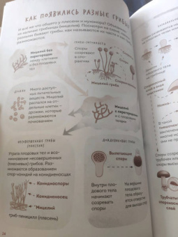 Михаил Вишневский: Грибы. Атлас-определитель