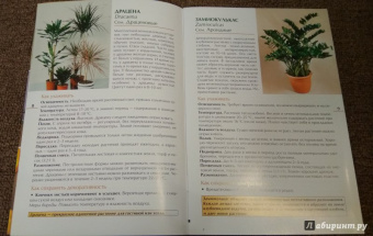 Валентин Воронцов: Секреты ухода. Декоративнолистные комнатные растений