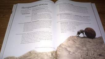 Барт Россел: Поразительные насекомые. Книга про подземных математиков, мастеров блефа, дружных кочевников, зомби