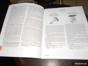 Матанцев, Матанцева: Грибы. Справочник-определитель