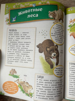 Анна Казалис: В лесу. Книга с наклейками