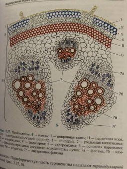 Барабанов, Зайчикова: Ботаника. Учебник