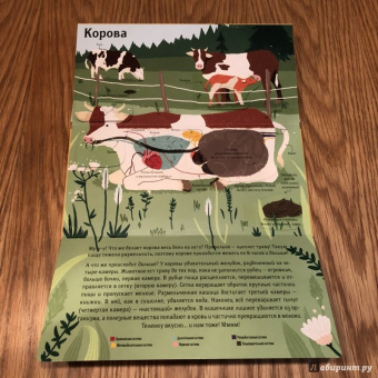 Боманн, Дюпон: Животные снаружи и внутри