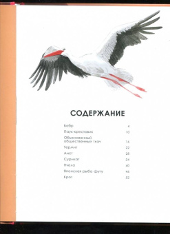 Олливье, Клаас: Мастера-строители